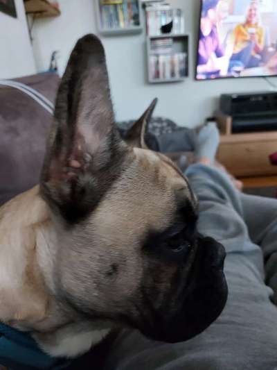 Französische Bulldoggen-Beitrag-Bild