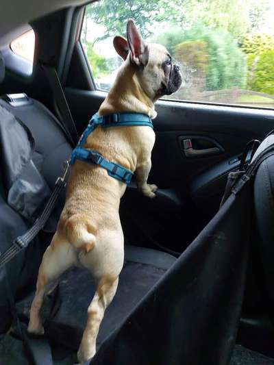 Französische Bulldoggen-Beitrag-Bild