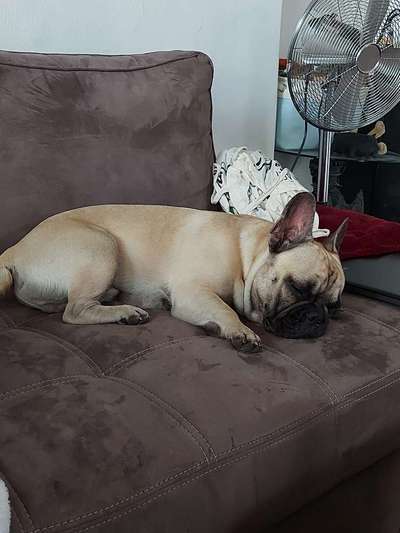 Französische Bulldoggen-Beitrag-Bild