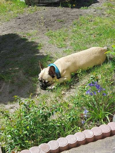 Französische Bulldoggen-Beitrag-Bild