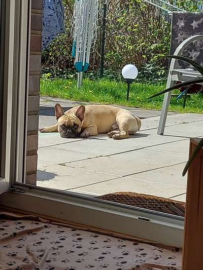 Französische Bulldoggen-Beitrag-Bild