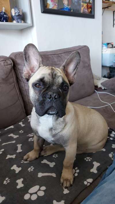 Französische Bulldoggen-Beitrag-Bild