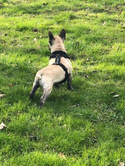 Französische Bulldoggen-Beitrag-Bild