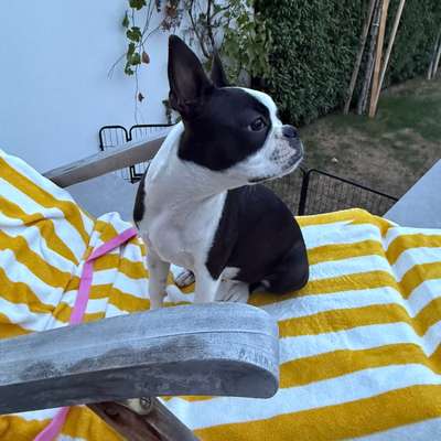 Hundetreffen-Kölner Boston Terrier-Bild