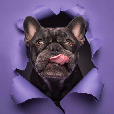 %{de_profession_title}-Liebste Leberwurst - Fotoshooting-Bild