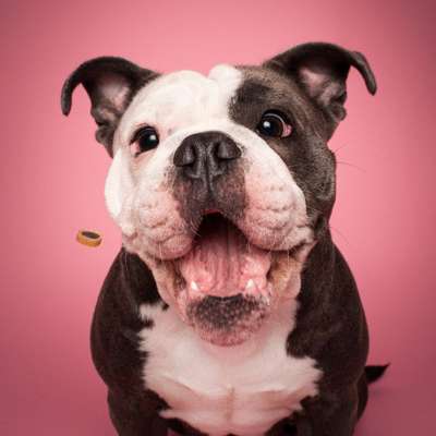 %{de_profession_title}-Fang das Leckerchen - Fotoshooting-Bild