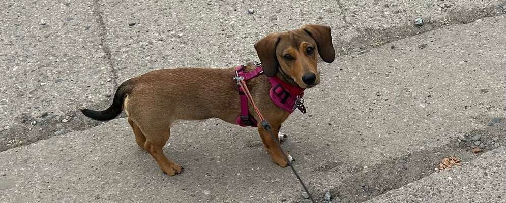 Hundetreffen-Welpentreffen  Halberstadt über der Schlagmühle-Bild