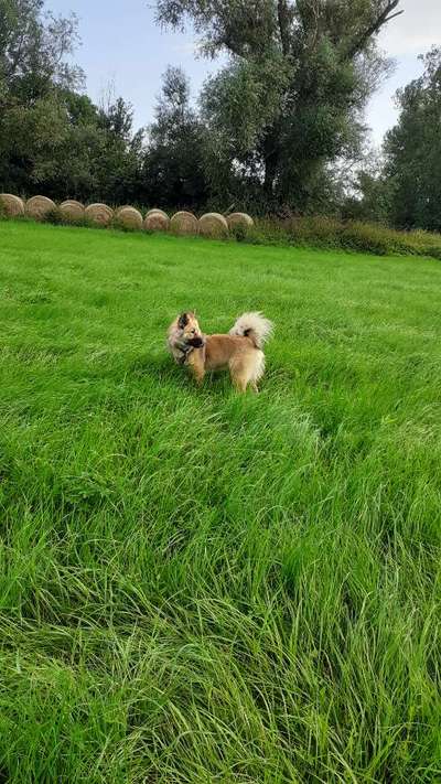 Hundetreffen-Hundewiese Hochheim - Gassi & Spiel-Bild