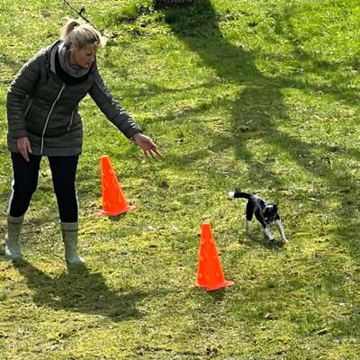 Hundetreffen-Spiel und Spaß mit dem Hund-Bild