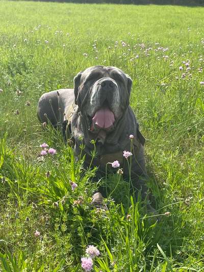 Die Dogorama Kalender Challenge Titelbild-Beitrag-Bild