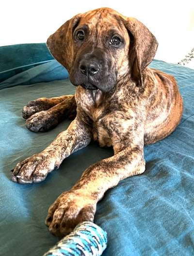 Hunderunde-Beitrag-Bild