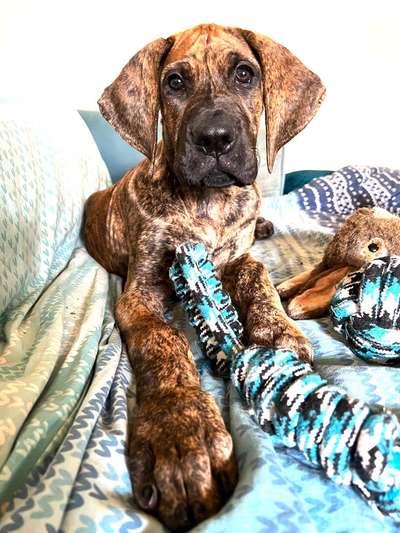 Hunderunde-Beitrag-Bild