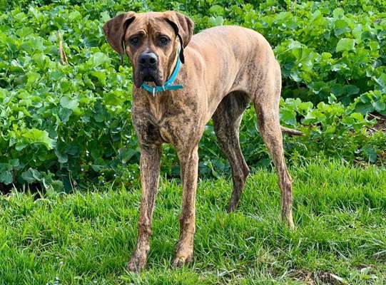 Hunderunde-Beitrag-Bild