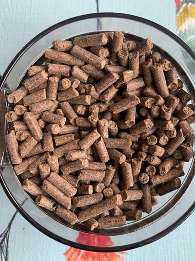 Collies gesucht-Beitrag-Bild