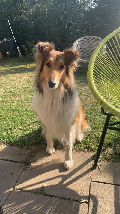 Collies gesucht-Beitrag-Bild