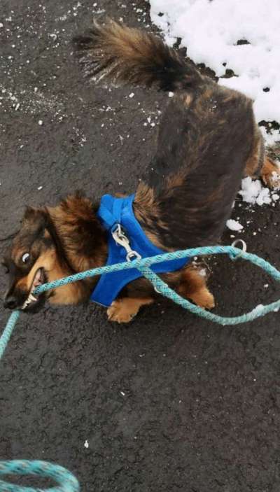 Dogorama Photo Challenge - Fail/Outtakes-Beitrag-Bild