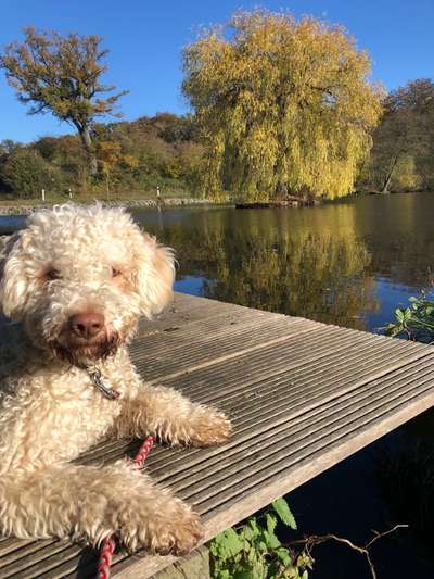 Lagotto Romagnolo Besitzer-Beitrag-Bild
