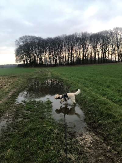 Lagotto Romagnolo Besitzer-Beitrag-Bild