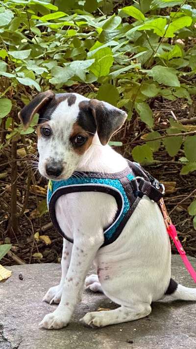 Welpen Bilder !-Beitrag-Bild