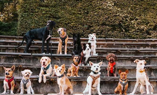 Hundetreffen-Socialwalk (ohne Leinenkontakt) - auch für verhaltenskreative Hunde-Bild