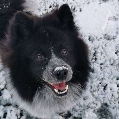 Hundetreffen-Spiel-Gassi Runde und/oder Trainingspartner Gesucht-Bild