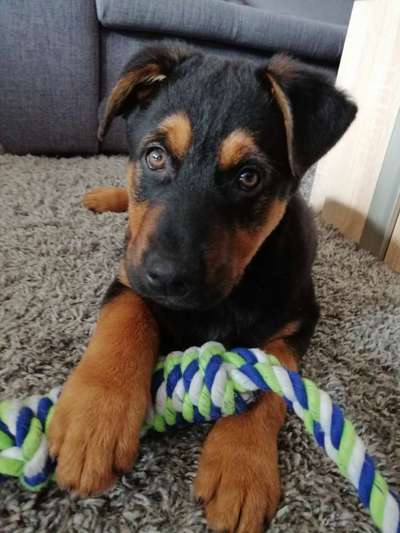 Welpen Bilder !-Beitrag-Bild