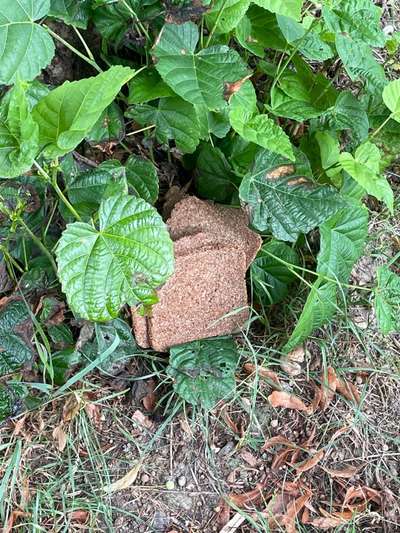 Giftköder-Vorrausichtliche Giftköder "Brot"-Bild