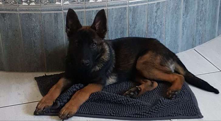 Welpen Bilder !-Beitrag-Bild