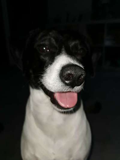 Dogorama Photo Challenge - Einmal lächeln bitte-Beitrag-Bild