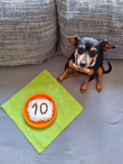 Rezepte für Hunde-Geburtstagstorte-Beitrag-Bild