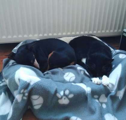 Hund und Katz Momente-Beitrag-Bild