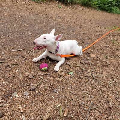 Hundetreffen-Spielrunde-Bild