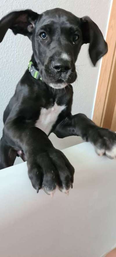 Deutsche Doggen Besitzer zeigt euch-Beitrag-Bild