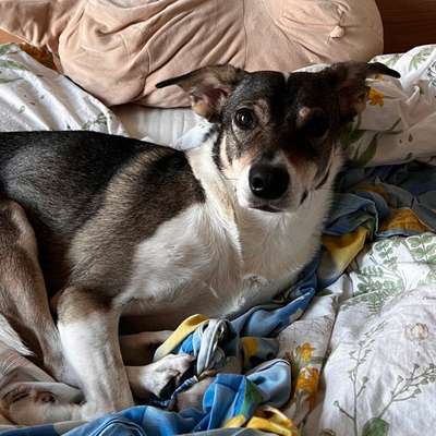 Hundetreffen-Spielen, Gassi, Social Walk und Training-Bild