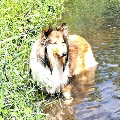 Langhaar Collies-Beitrag-Bild