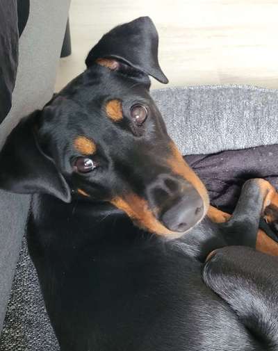 Die besten Hundeblicke 🐾❤️-Beitrag-Bild