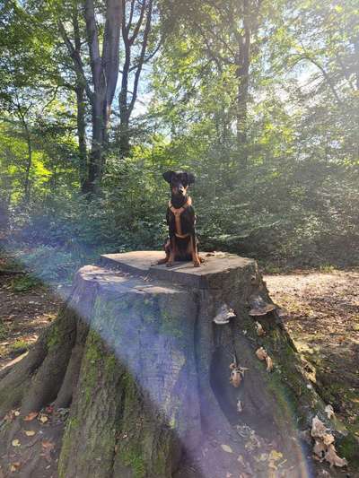 Wald Bild-Beitrag-Bild