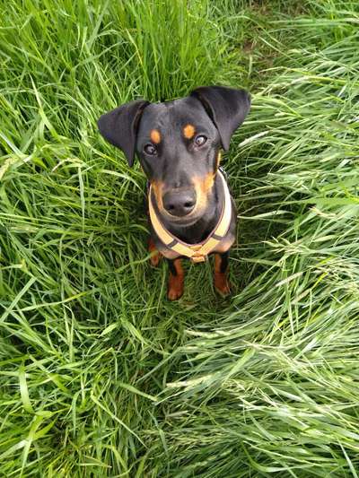 Die Dogorama Kalender Challenge 4/4-Beitrag-Bild