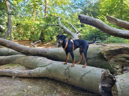 Liebhaber des Deutschen Pinscher gesucht.-Beitrag-Bild