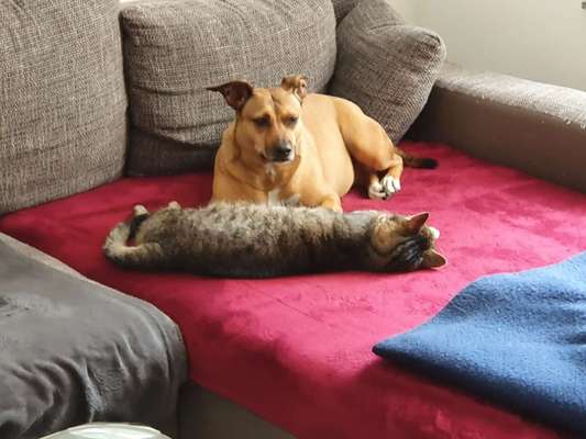 Dogorama Photo Challenge - Zeit ins Bett zu gehen-Beitrag-Bild
