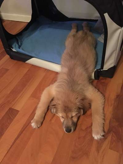 Welpen Bilder !-Beitrag-Bild