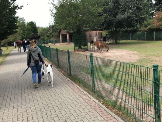 Hundeurlaub In Deutschland-Beitrag-Bild