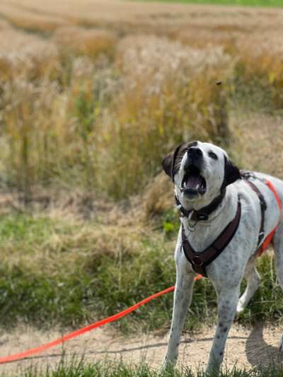 Schleppleine-Beitrag-Bild