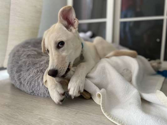 Die Dogorama Kalender Challenge Titelbild-Beitrag-Bild