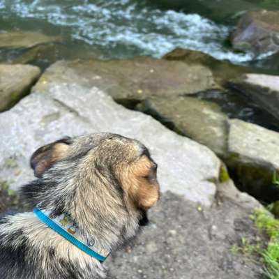 Hundetreffen-Feierabend Gassirunde-Bild