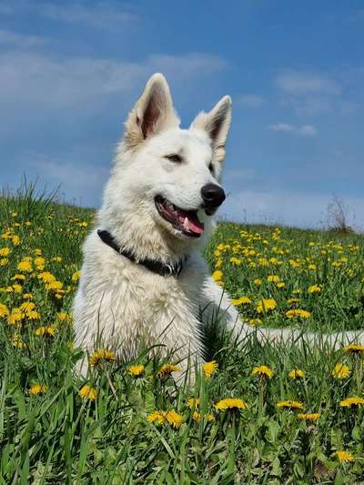 Weißer Schweizer Schäferhund-Beitrag-Bild