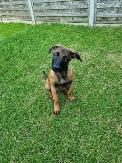 Welpen Bilder !-Beitrag-Bild