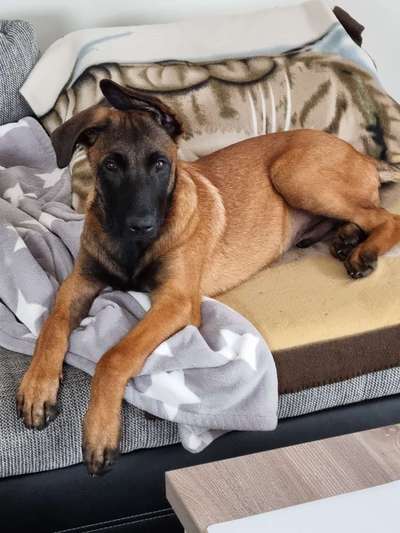 Zeigt eure Malinois!!!-Beitrag-Bild