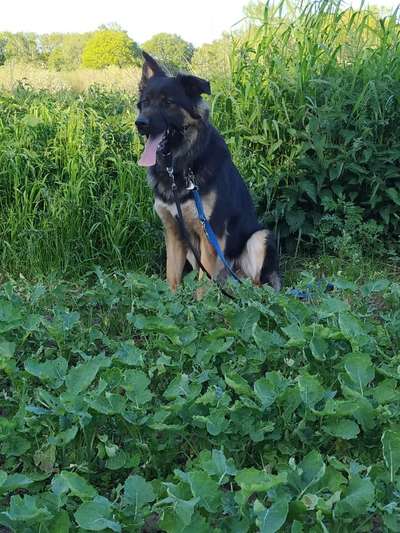 Die Dogorama Monats Challenge "Es grünt und blüht"-Beitrag-Bild