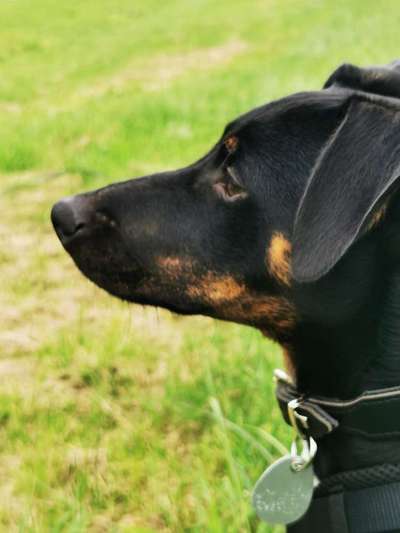 Mischlingshunde Foto Aufruf-Beitrag-Bild